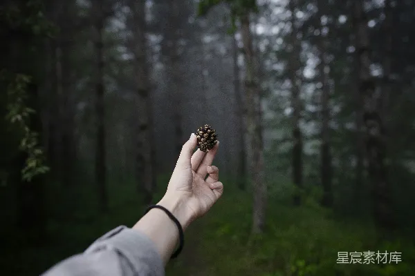 高清摄影 手捧松果的森林