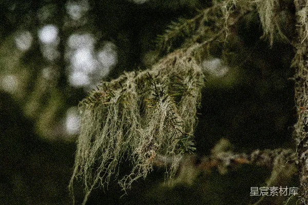 高清摄影 森林中的苔藓与松针