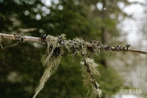 高清摄影 森林中的苔藓枝条