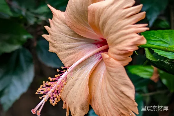 高清摄影 绽放的粉红色芙蓉花