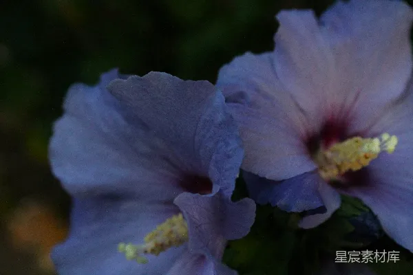 高清摄影 紫色花朵的细腻之美