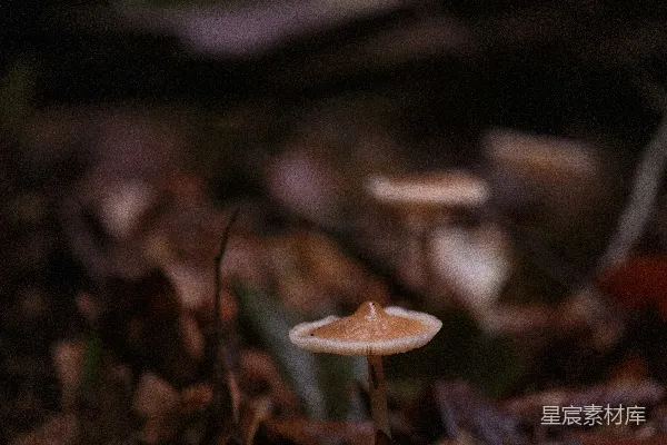 高清摄影 深林中的小蘑菇