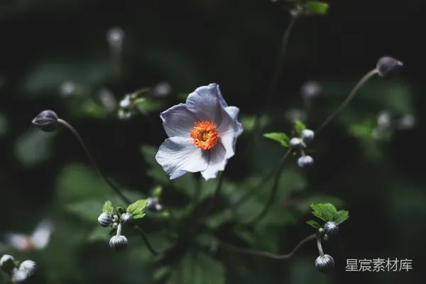 高清摄影 静谧的花影