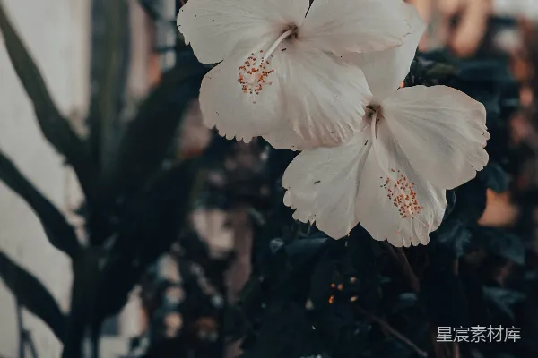 高清摄影 白花盛开的静谧角落