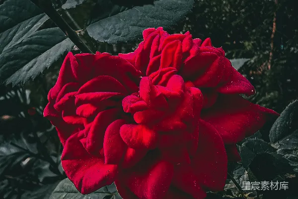 高清摄影 雨后红玫瑰