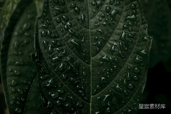 高清摄影 雨后叶脉上的水珠