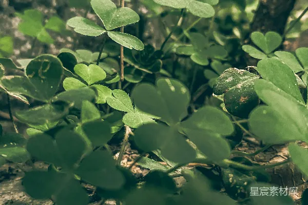 高清摄影 森林中的绿叶植物