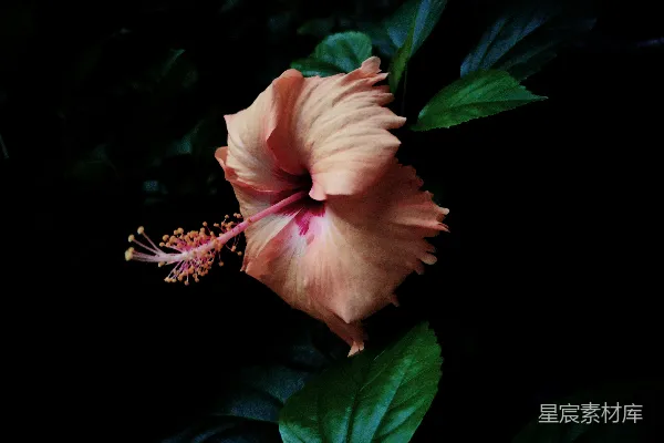 高清摄影 夜幕下的粉色芙蓉花