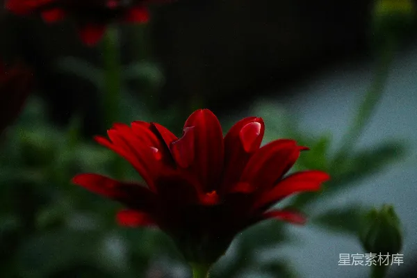 高清摄影 深红的花朵