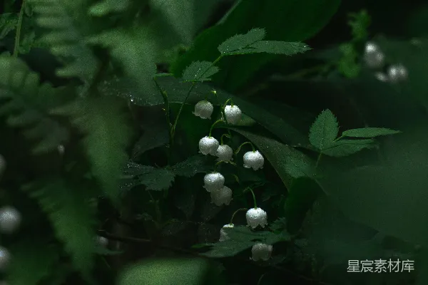 高清摄影 雨后幽静的铃兰