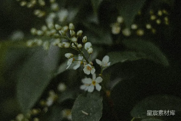 高清摄影 淡雅的白色小花与绿叶