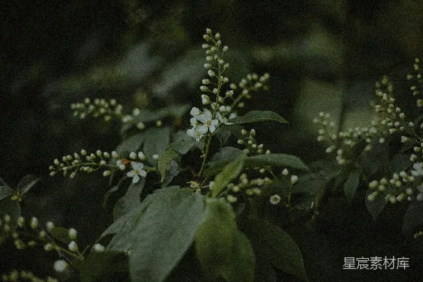 高清摄影 幽静的花枝