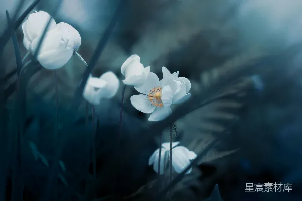 高清摄影 蓝调花卉与昆虫
