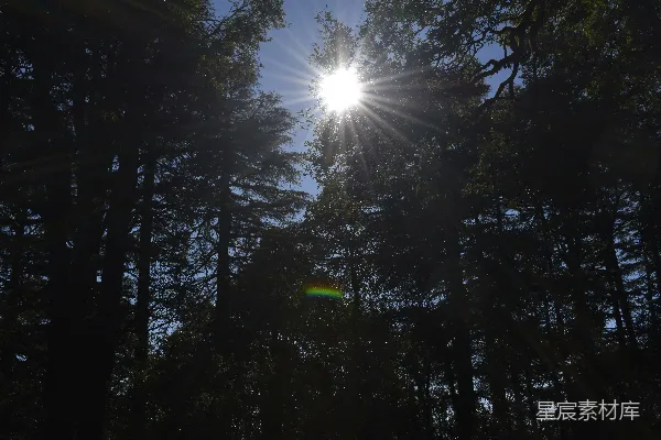 高清摄影 阳光穿透森林的瞬间
