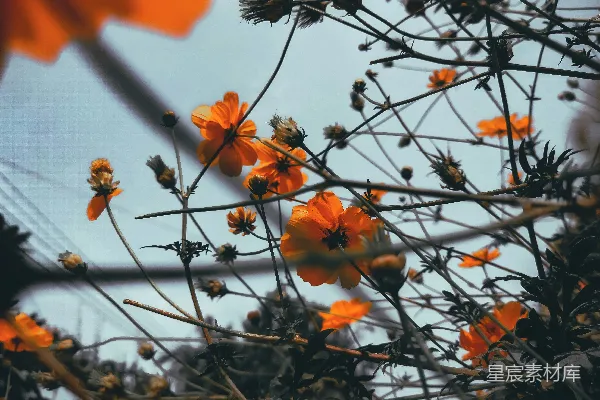 高清摄影 橙色花海