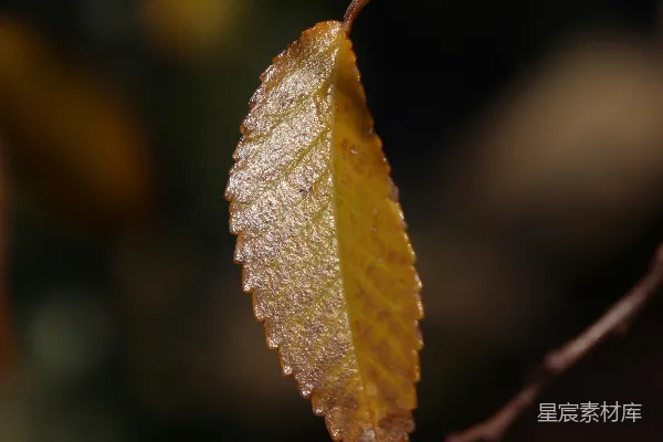 高清摄影 秋日的叶子