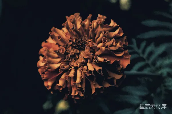高清摄影 夜晚的花朵