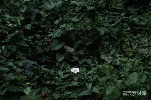 高清摄影 森林中的白色花朵