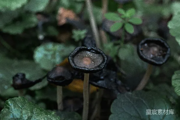 高清摄影 森林中的神秘蘑菇