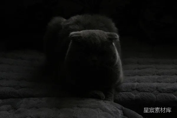 高清摄影 夜幕下的毛茸茸朋友