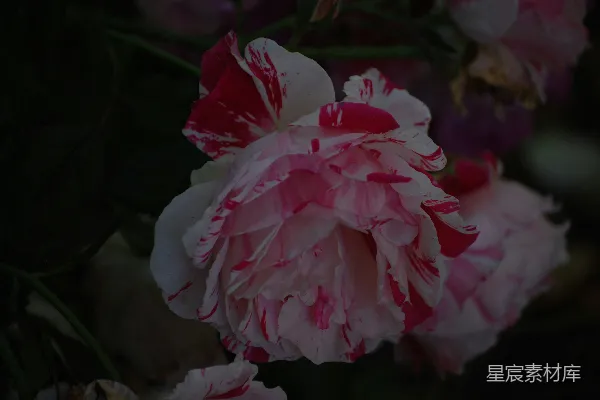 高清摄影 粉白相间的玫瑰花
