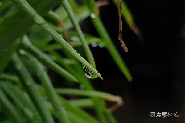 高清摄影 露珠中的绿色世界