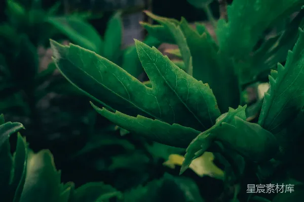 高清摄影 绿意盎然的植物特写