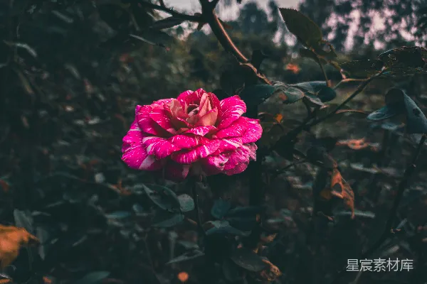 高清摄影 粉白相间的玫瑰花