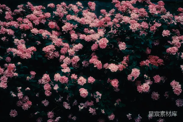 高清摄影 粉色玫瑰花丛