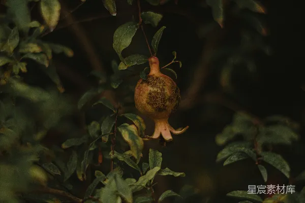高清摄影 石榴树上的果实