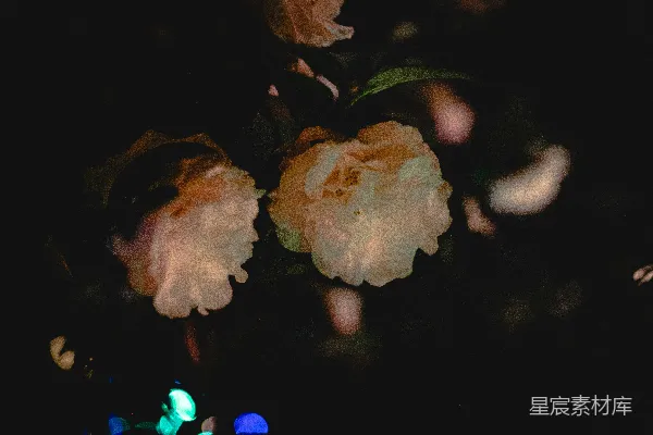 高清摄影 夜晚绽放的花朵