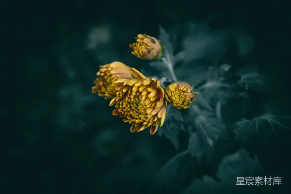 高清摄影 秋日菊花的静谧之美