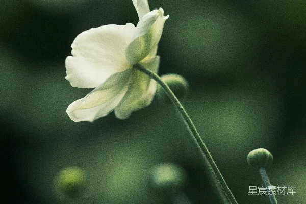 高清摄影 静谧的白色花朵