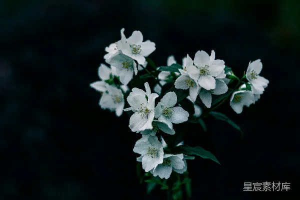 高清摄影 夜幕下的白色花朵