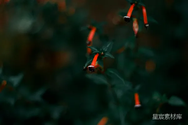 高清摄影 深邃背景中的红色花朵