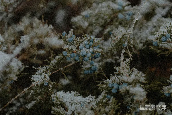 高清摄影 雪中的青果