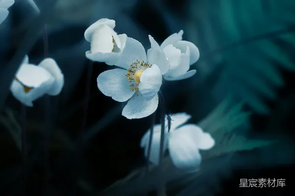 高清摄影 静谧的白花
