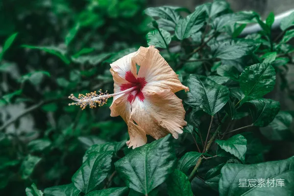 高清摄影 热带风情的扶桑花
