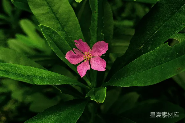 高清摄影 粉色花朵与绿色叶片