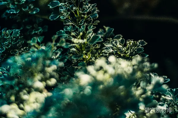 高清摄影 清晨的自然之光