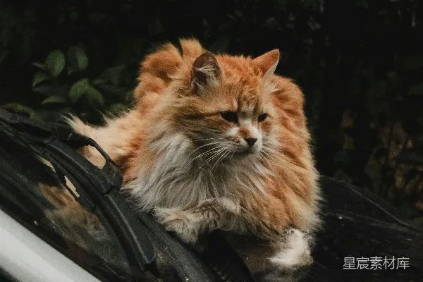高清摄影 猫在车窗上的悠闲时光