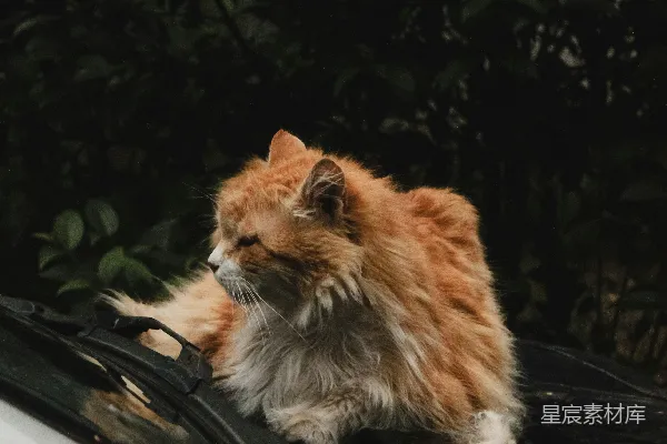高清摄影 猫在雨刷上打盹