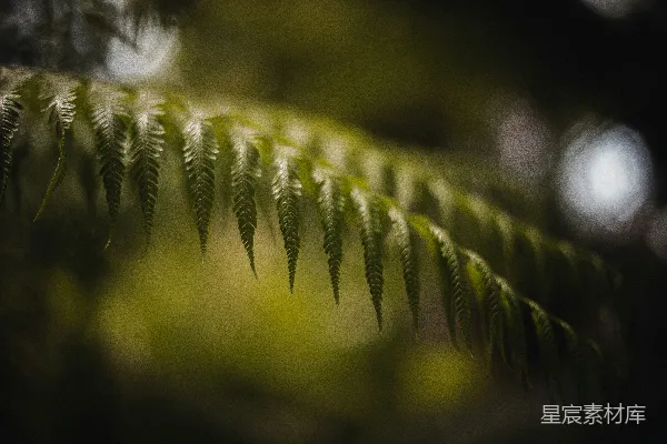 高清摄影 晨光中的蕨类植物