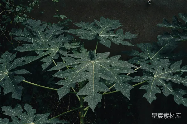 高清摄影 暗调下的绿叶纹理
