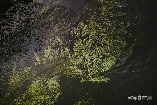 高清摄影 河中水草