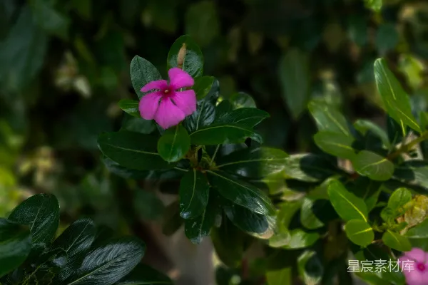 高清摄影 粉红色长春花