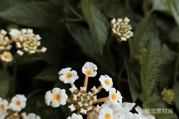 高清摄影 白花串串，自然之美