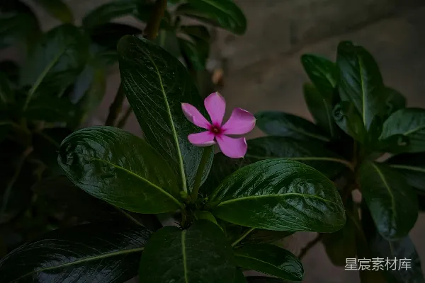 高清摄影 雨后盛开的粉红长春花