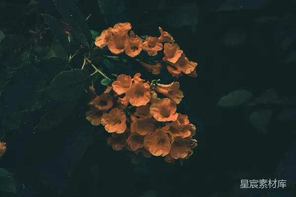高清摄影 橙色风铃花的静谧之美