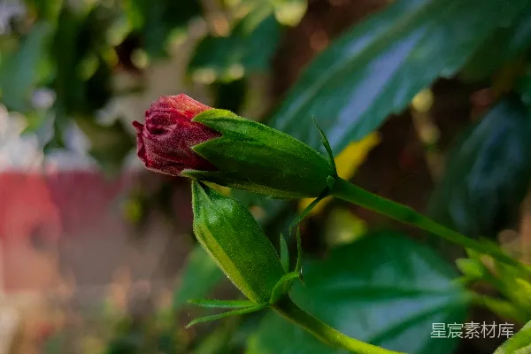 高清摄影 绽放的玫瑰花蕾